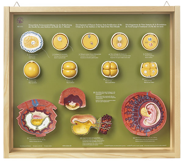 Human Development up to the Embryo at the End of the 1st Month Shown