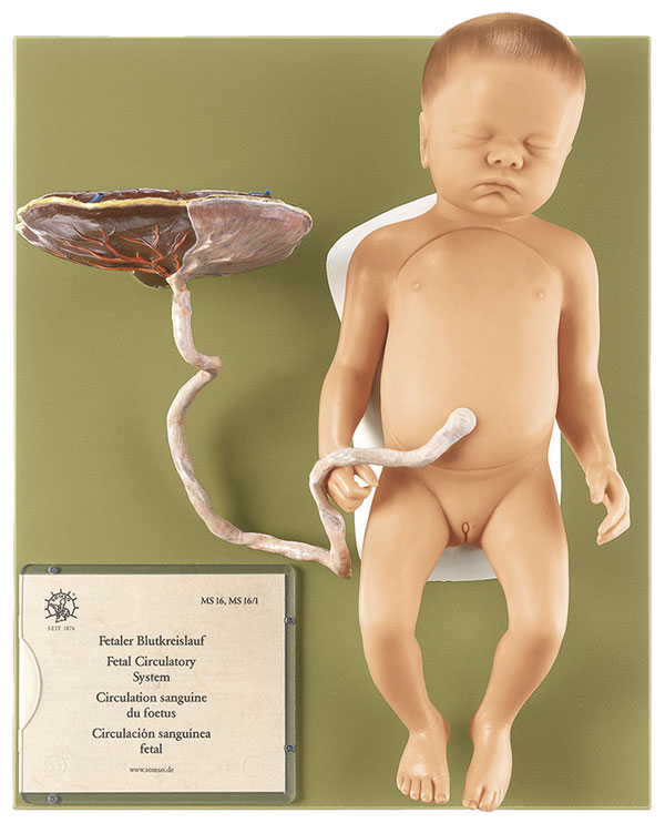 Weiblicher Fetus