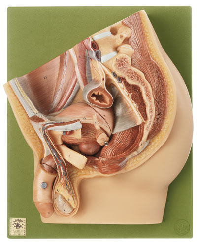 Median Section of the Male Pelvis