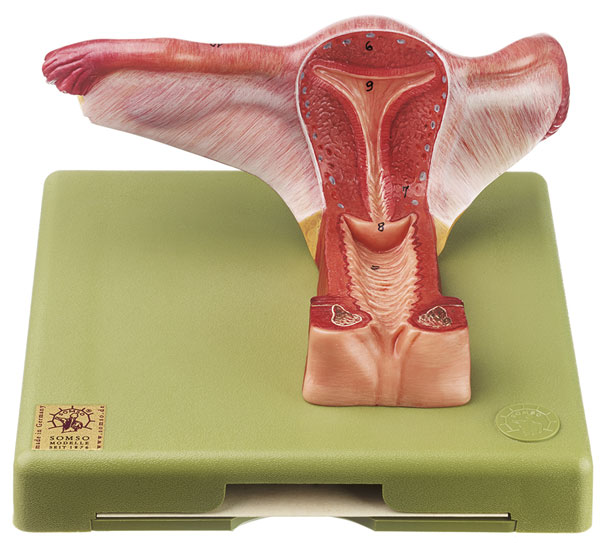 Female Genital Organs