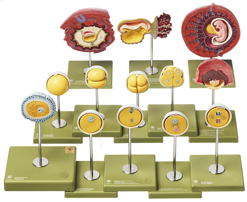 Human Development up to the Embryo at the End of the 1st Month