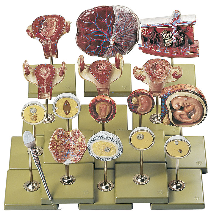 Fertilization and Development of the Human Ovum up to the 3rd Month