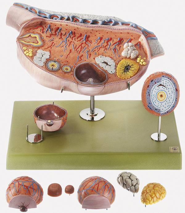 Model of the Ovary