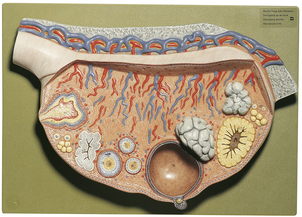 Relief Model of the Ovary