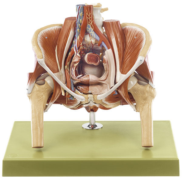Weibliches Beckenmodell mit den inneren weiblichen Geschlechtsorganen und Darstellung der Gefäß-, Nerven- und Lymphversorgung