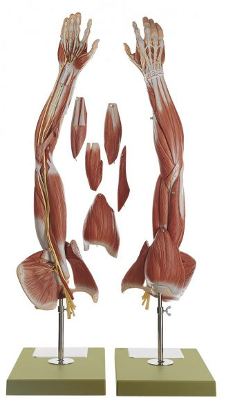 Muscles of the Arm with Shoulder Girdle