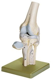 Knee Joint