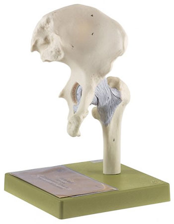 Hip Joint