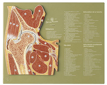 Section through the Hip Joint