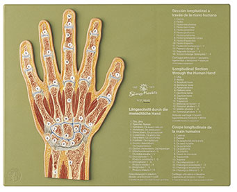 Section through the Hand