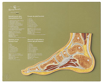 Section through a Normal Foot