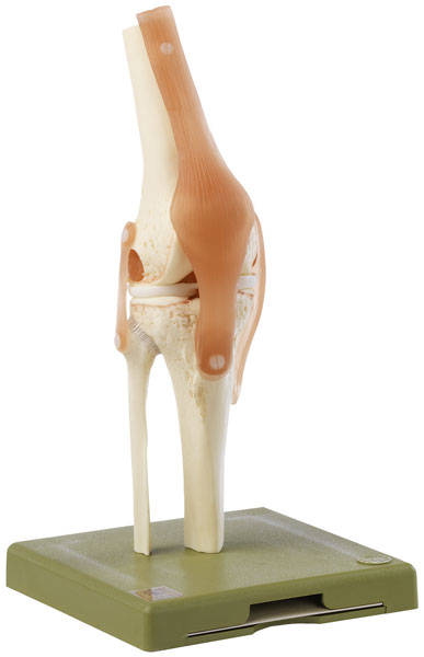 Functional Model of the Knee Joint