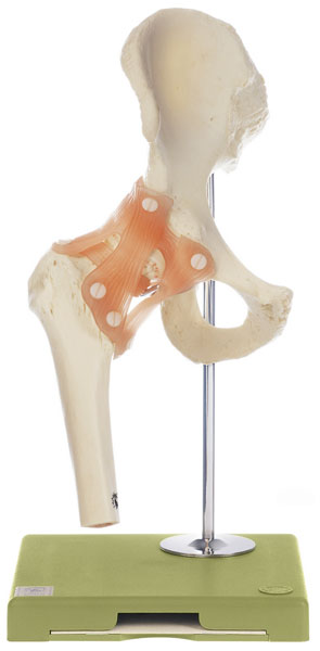 Functional Model of the Hip Joint