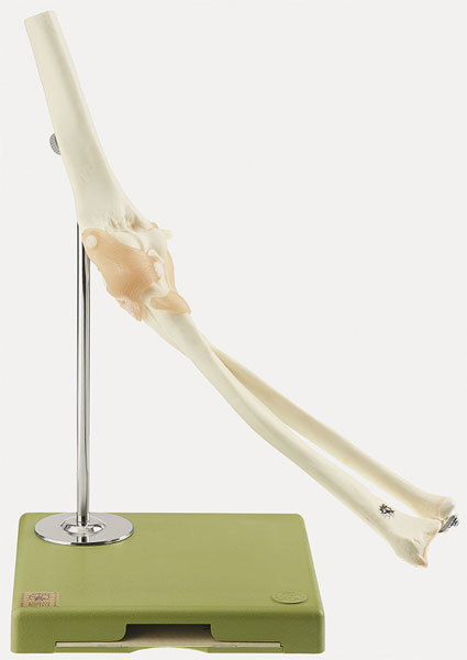 Functional Model of the Elbow Joint