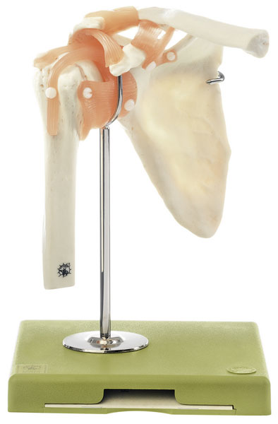 Functional Model of the Shoulder Joint