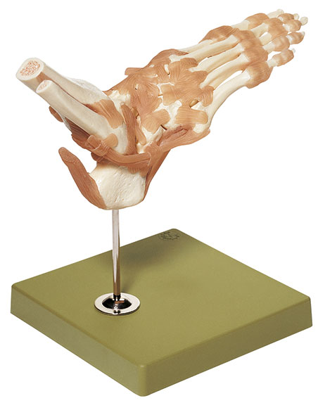 Functional Model of the Joints of the Foot