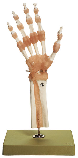 Functional Model of the Hand and Finger Joints