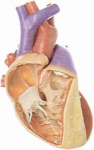 Various Defects of the Ventricular Septum