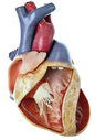 Total Atrioventricular Canal