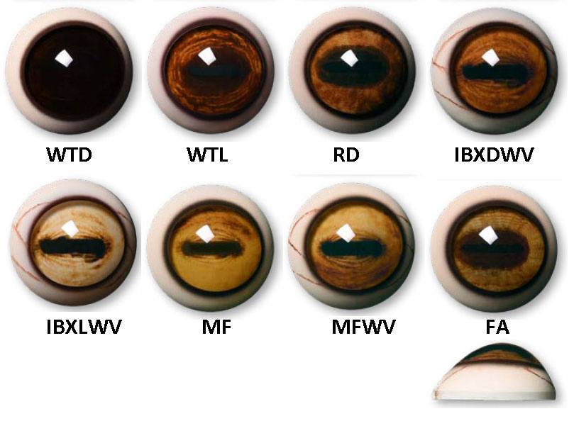 Aspheric Glass Eyes for Mammals