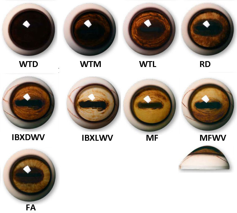 Aspheric Glass Eyes for Mammals