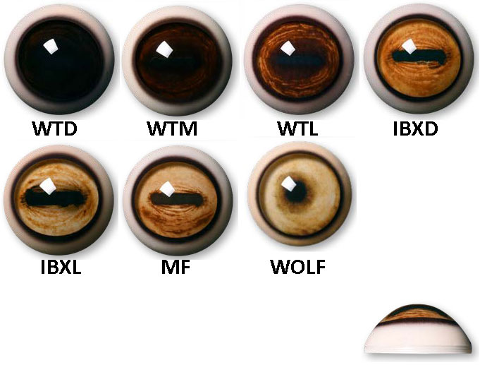 Aspheric Glass Eyes for Mammals