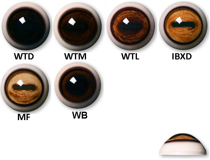 Aspheric Glass Eyes for Mammals