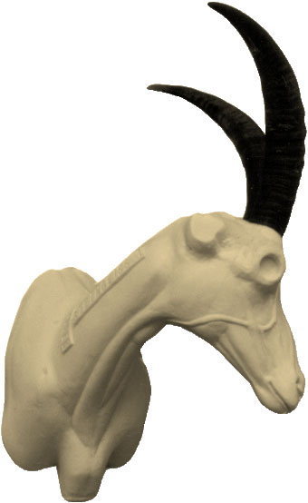 Ibex