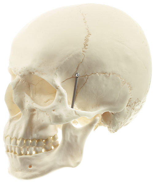 Artificial Human Skull