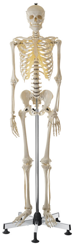 Artificial Human Skeleton, Male