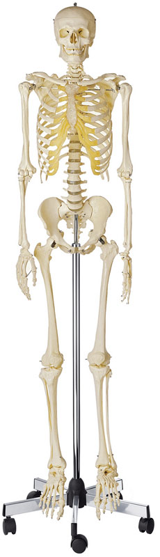 Artificial Human Skeleton, Male