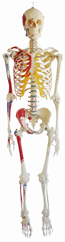 Artificial Human Skeleton, Male