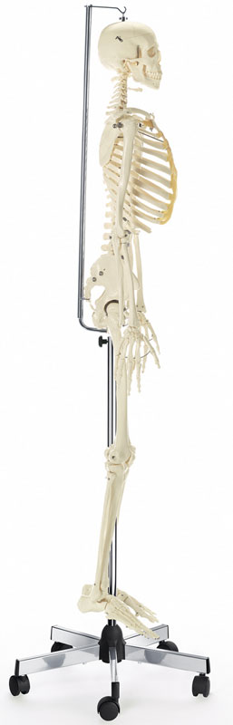 Artificial Human Skeleton, Male