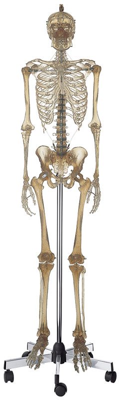 Artificial Human Skeleton, transparent