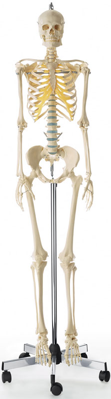 Artificial Human Skeleton, Female