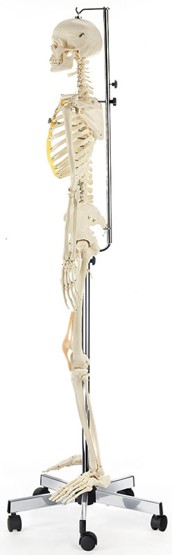 Artificial Human Skeleton, Female according to Gerda Alexander