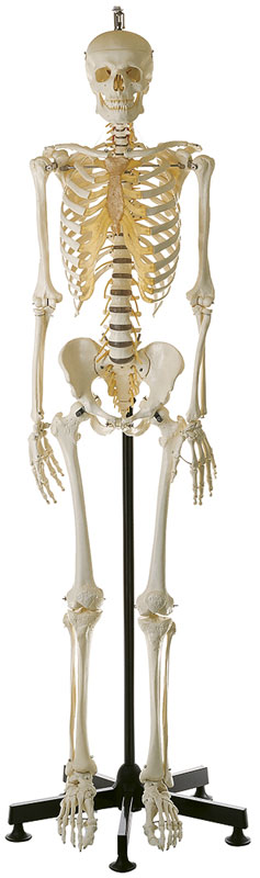 Artificial Human Skeleton, Male