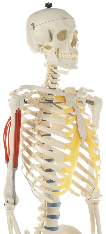Artificial Human Skeleton, Male
