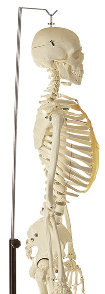 Artificial Human Skeleton, Male