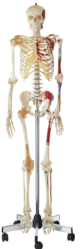 Artificial Human Skeleton, Male