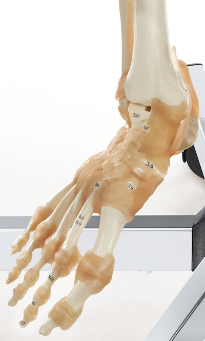 Artificial Human Skeleton, Male