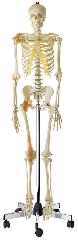 Artificial Human Skeleton, Male