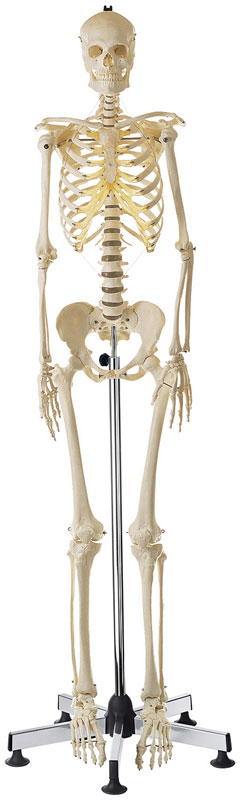 Artificial Human Skeleton, Female