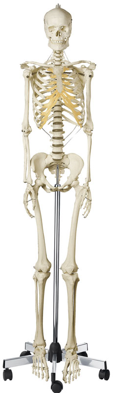 Artificial Human Skeleton, Female