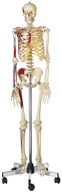 Artificial Human Skeleton, Male