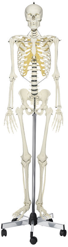 Artificial Human Skeleton, Male