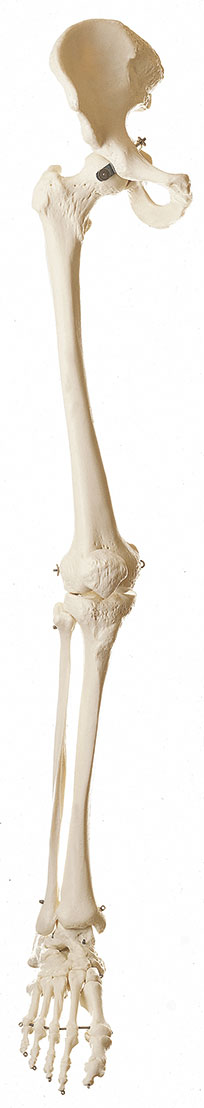 Bein-Skelett mit halbem Becken