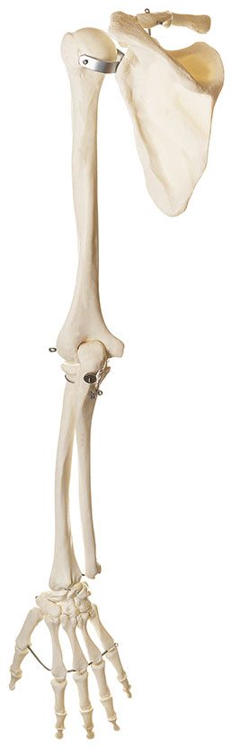 Arm-Skelett mit Schultergürtel