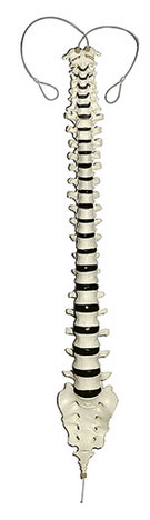 Vertebral Column (Articulation on Nylon)