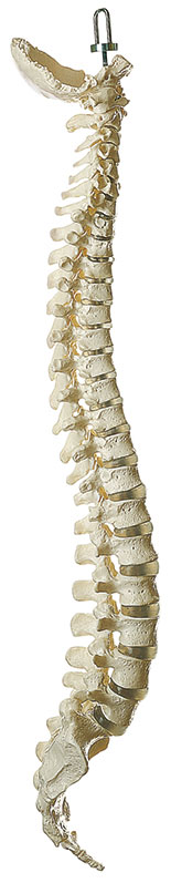 Vertebral Column